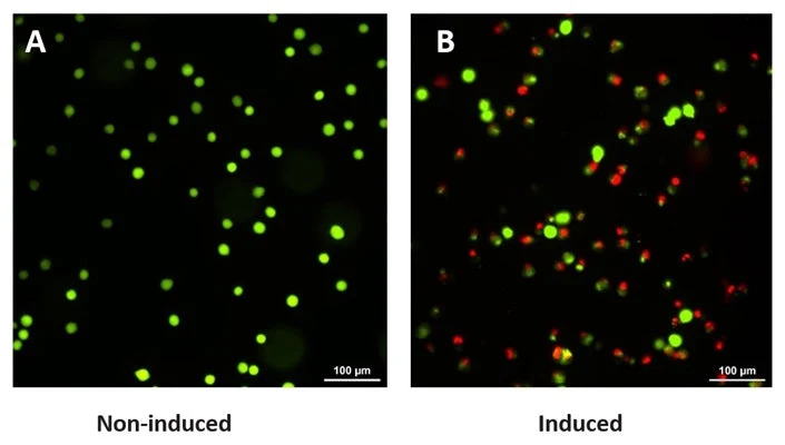 Advanced Calcein AM Cell Viability Kit - Image 5