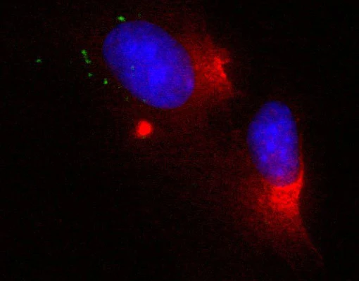 Anti-Actin Antibody - Image 2