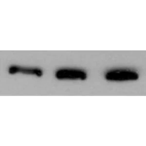 Anti-Actin (Nitrocellulose Membrane Loading Control) Antibody