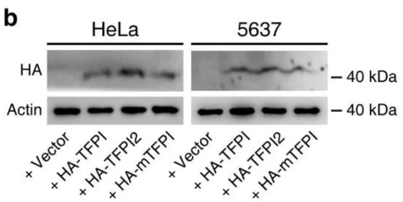 Anti-Actin (Nitrocellulose Membrane Loading Control) Antibody - Image 2