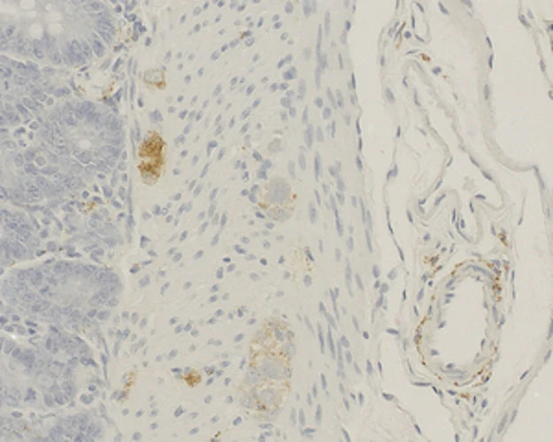 Primary Antibodies