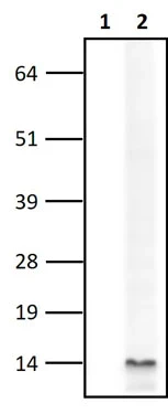 Anti-Alpha Synuclein Antibody - Image 2