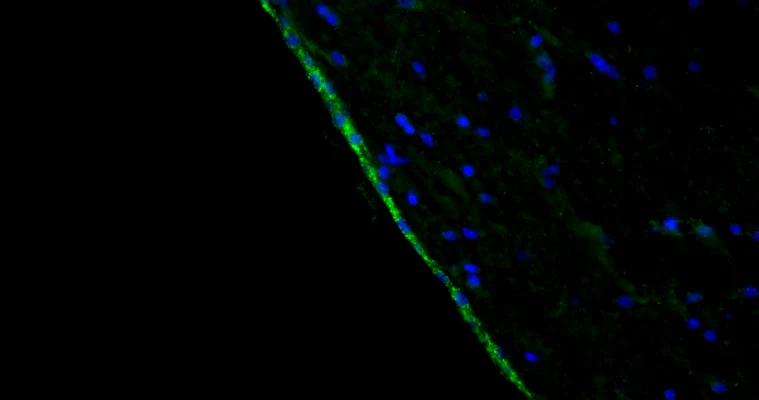 Anti-Arl13b Recombinant Chicken Chimeric mAb - Image 2