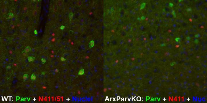 Anti-Arx Antibody