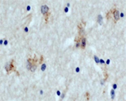 Anti-Autophagy protein 5 (ATG5) Antibody - Image 2