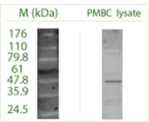 Anti-Autophagy-related protein 16-1 (ATG16 L1) Antibody - Image 3