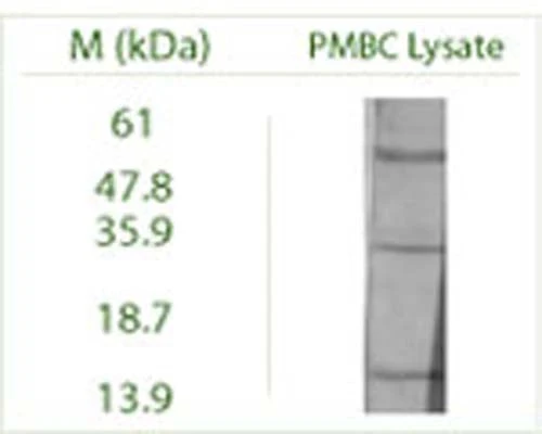 Anti-Autophagy-Related Protein 4 Homolog B (APG4B) Antibody