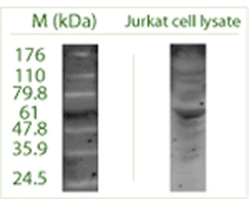 Anti-Autophagy-related protein 4 homolog C (ATG4C) Antibody - Image 2
