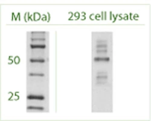 Anti-Autophagy-related protein 4 homolog C (ATG4C) Antibody - Image 6