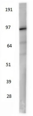 Anti-Beta-Catenin antibody - Image 3