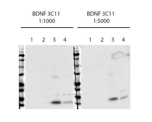 Anti-Brain-derived neurotrophic factor (BDNF) Antibody - Image 2
