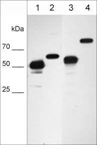 Anti-Calnexin (N-terminal region) Antibody - Image 2