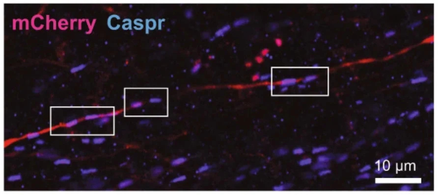 Anti-CASPR/Neurexin IV Antibody - Image 8