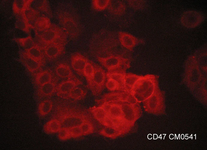 Anti-CD47 (Extracellular region) Antibody - Image 2