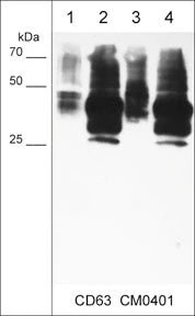 Anti-CD63 (Extracellular region) Antibody