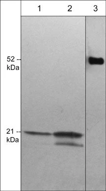 Anti-Cdc42 Antibody