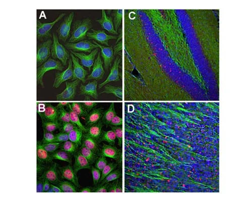 Anti-Cellular oncogene fos (c-FOS) Antibody