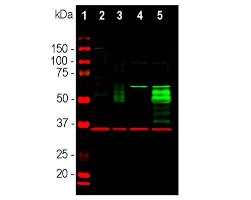 Anti-Cellular oncogene fos (c-FOS) Antibody - Image 4