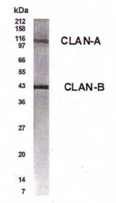 Anti-CLAN (CARD12) Antibody