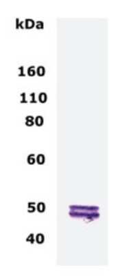 Anti-CNPase Antibody