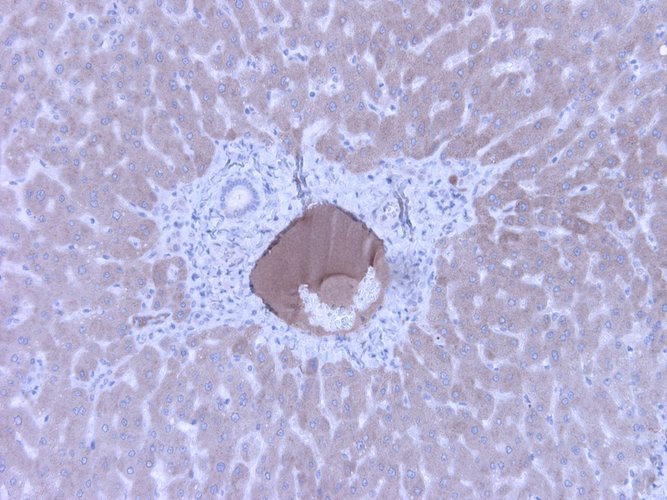 Anti-Complement C4c Antibody - Image 4