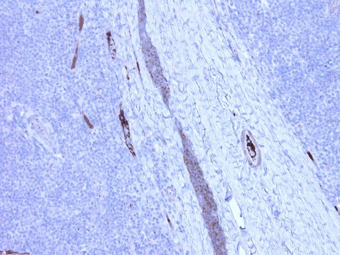 Anti-Complement C4c Antibody - Image 5