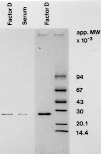 Anti-Complement Factor D Antibody