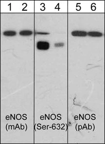 Anti-eNOS Antibody