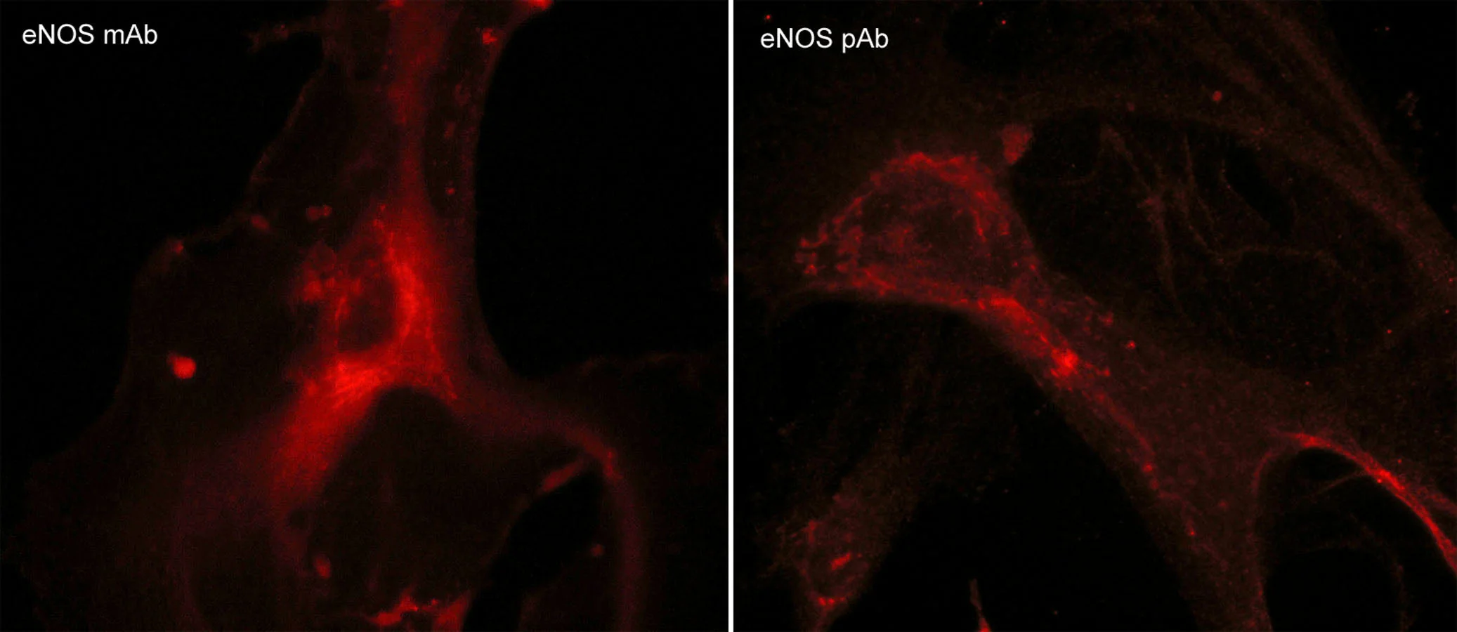 Anti-eNOS Antibody - Image 2