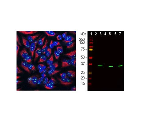 Anti-Fibrillarin (Nop1p) Antibody - Image 2