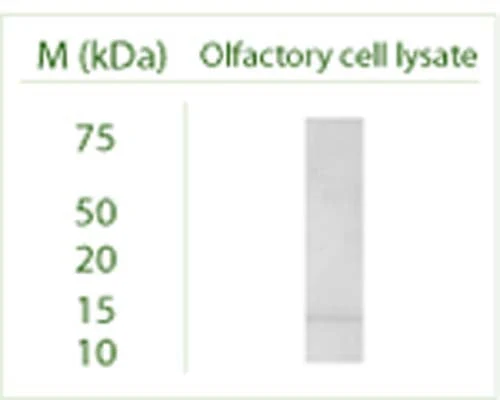 Anti-GABARAP Antibody - Image 8