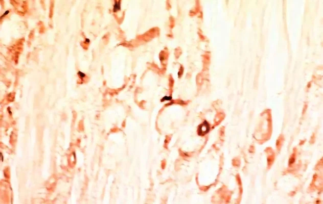 Anti-GDNF Antibody - Image 2