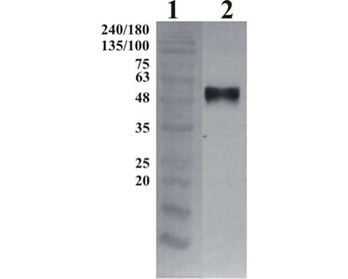 Anti-GDNF family receptor alpha-3 (GFR alpha-3) Antibody