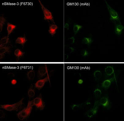 Anti-GM130 (C-terminal region) Antibody