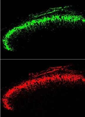 Anti-Green Fluorescent Protein (GFP) Antibody - Image 3