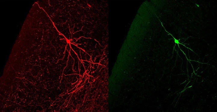 Anti-Green Fluorescent Protein (GFP) Antibody - Image 4