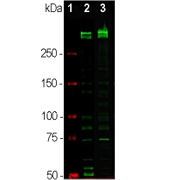 Anti-Ki-67 Antibody - Image 2