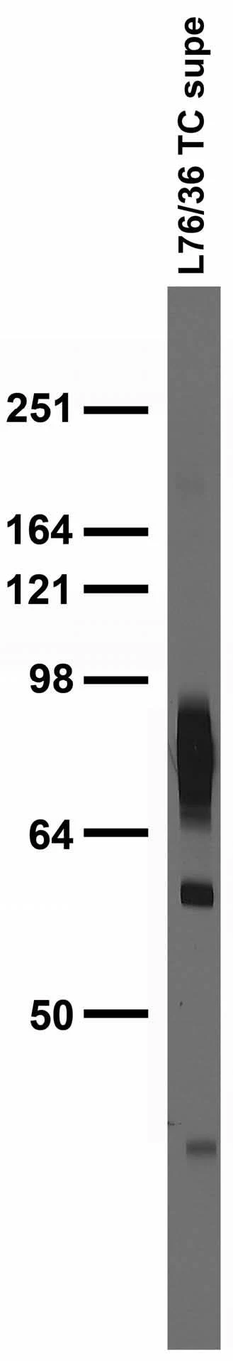 Anti-Kv1.2 Potassium Channel Subunit Antibody