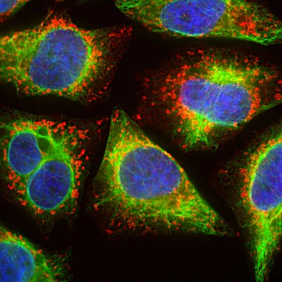 Anti-LAMP1 Antibody