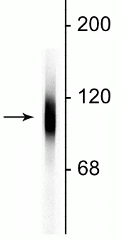 Anti-LAMP1 Antibody - Image 2