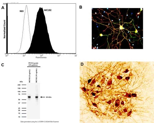 Anti-mCherry Antibody