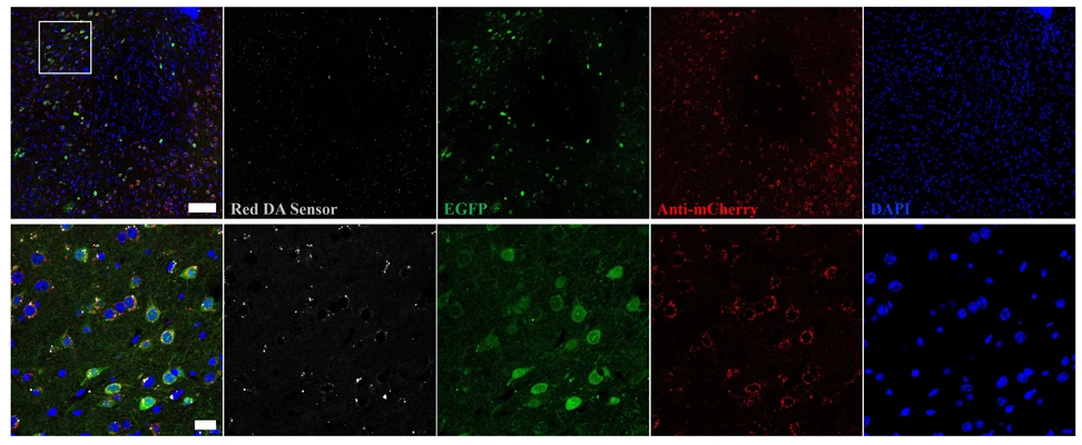 Anti-mCherry Antibody - Image 10