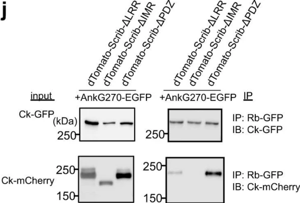 Anti-mCherry Antibody - Image 11