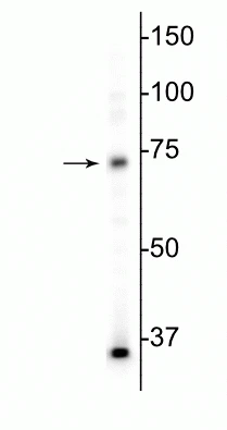 Anti-MeCP2 Antibody - Image 2