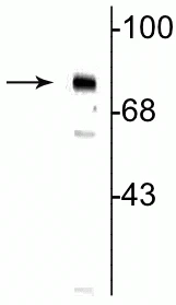 Anti-MeCP2 (Ser80) Antibody