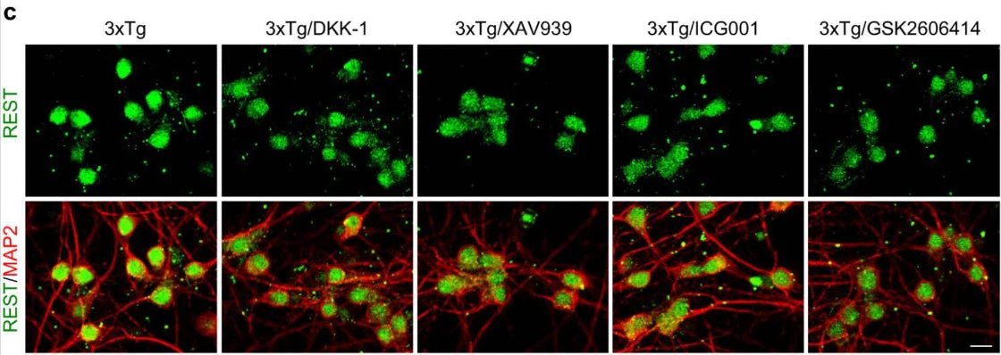 Anti-Microtubule Associated Protein 2 (MAP2) Antibody - Image 6