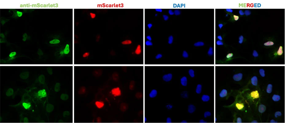 Anti-mScarlet3 Antibody