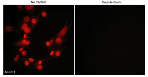 Anti-MuRF1 (C-terminal region) Antibody - Image 2
