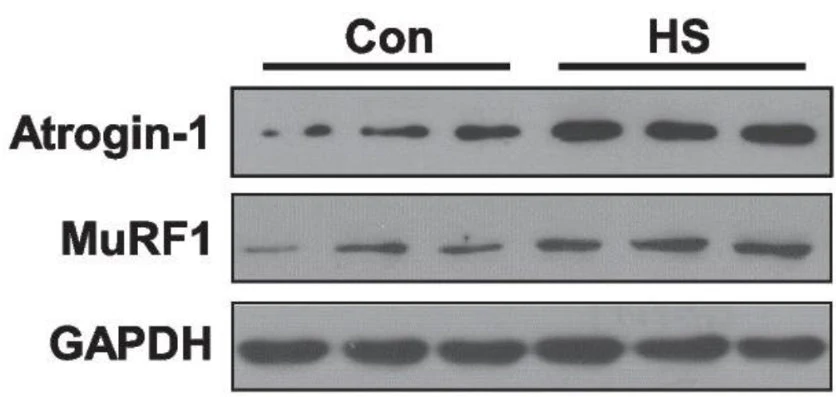 Anti-MuRF1 (C-terminal region) Antibody - Image 4
