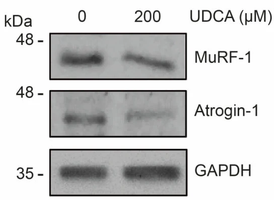 Anti-MuRF1 (C-terminal region) Antibody - Image 5
